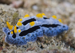 Phyllidia coelestis. Lembeh straits. D200, 60mm. by Derek Haslam 